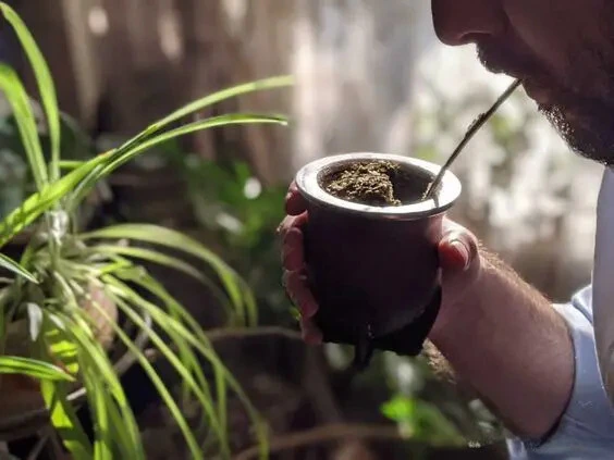 Yerba Mate có tác dụng chứa nhiều chất chống oxy hóa