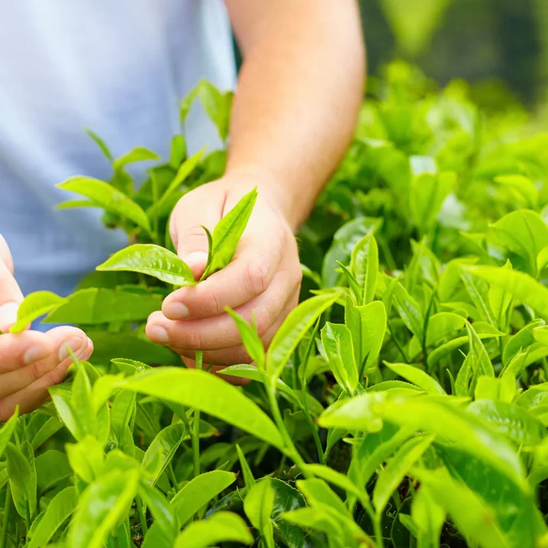 trà Yerba Mate có gây mất ngủ không